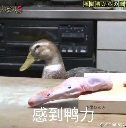柯尔鸭吃瓜视频大全集,萌态百出大盘点