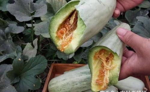 吃生瓜要削皮吗视频讲解,视频讲解揭秘