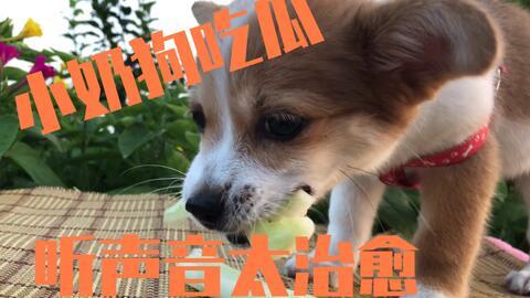吃瓜小狗视频软件大全,盘点热门娱乐应用，轻松畅享欢乐时光