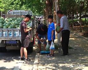 泗洪吃瓜群众事件真相视频,真相与背后故事