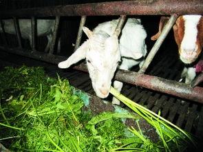 山羊吃哈密瓜视频播放,哈密瓜视频播放引网友热议
