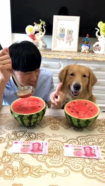 小狗吃瓜搞笑视频,小狗吃瓜搞笑瞬间大盘点