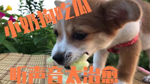 小狗吃瓜搞笑视频,小狗吃瓜搞笑瞬间大盘点