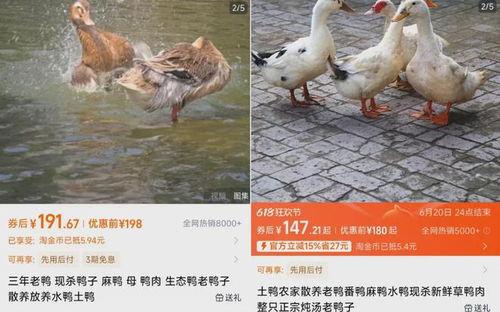 鸭子会吃小瓜吗视频教程,小瓜在鸭子菜单中的地位