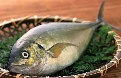 韩国人吃八瓜鱼视频大全,八瓜鱼风味视频大盘点