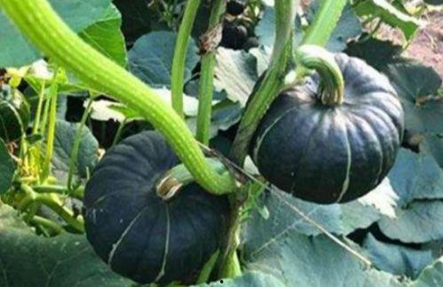 吃小瓜可以瘦身吗视频,视频教你轻松瘦身新技巧