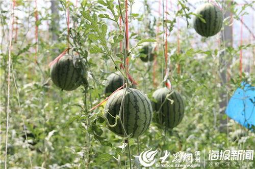 沧州孟村吃瓜事件视频,一场引发热议的网络视频风波