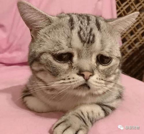 小猫吃瓜惊讶的视频