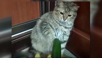 小猫吃瓜惊讶的视频