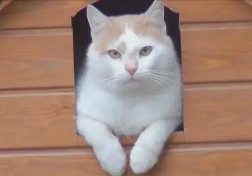 小猫吃瓜惊讶的视频