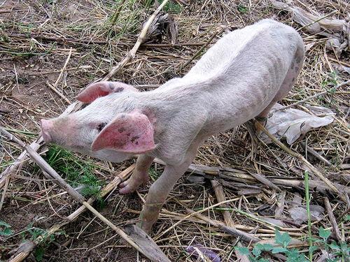 小香猪吃瓜的视频,萌态十足引网友爆笑