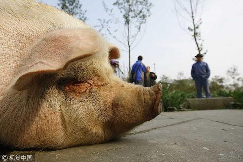 小香猪吃瓜的视频,萌态十足引网友爆笑