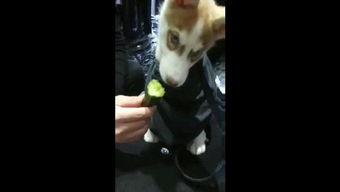 狗胜吃瓜视频,揭秘娱乐圈幕后真相