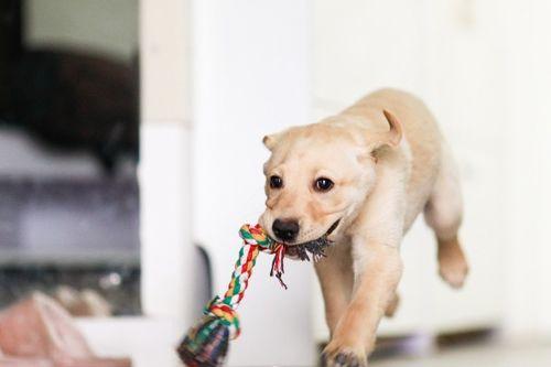 狗狗吃瓜放屁视频播放,视频播放引网友爆笑