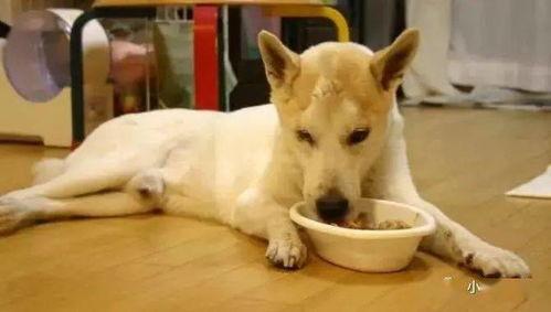 狗狗吃瓜放屁视频播放,视频播放引网友爆笑