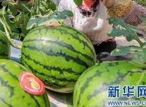 传播网上吃瓜视频判几年