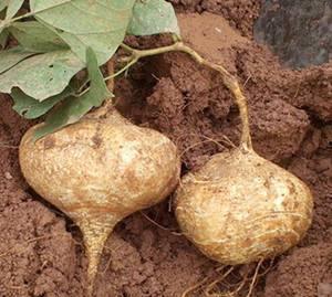 肝硬化敢吃烤土瓜吗视频,肝硬化患者能否享受烤土瓜的诱惑？专家解答