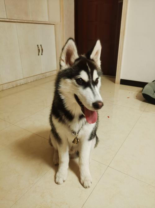 二哈可以吃吊瓜吗视频讲解,宠物饮食揭秘