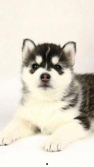 二哈可以吃吊瓜吗视频讲解,宠物饮食揭秘