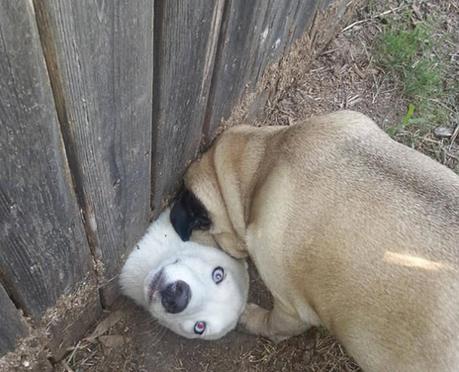 吃瓜小狗现场图片搞笑视频,萌态百出，笑料连连
