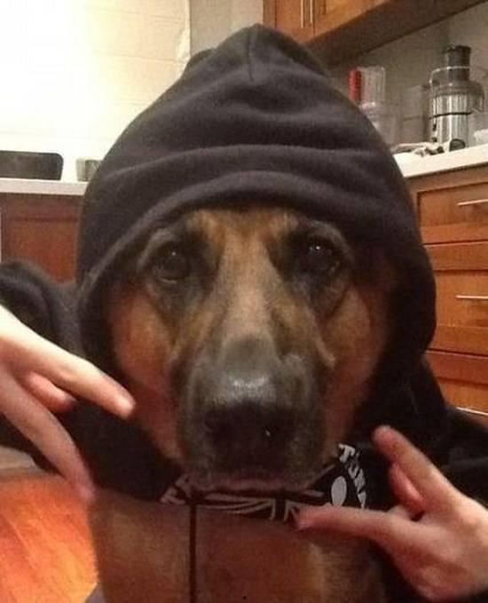 吃瓜小狗现场图片搞笑视频,萌态百出，笑料连连