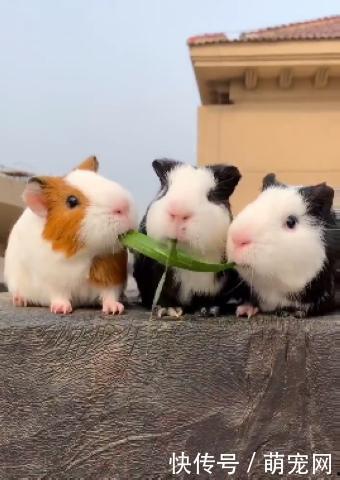 荷兰猪可以吃瓜叶吗视频,瓜叶的适宜性探讨