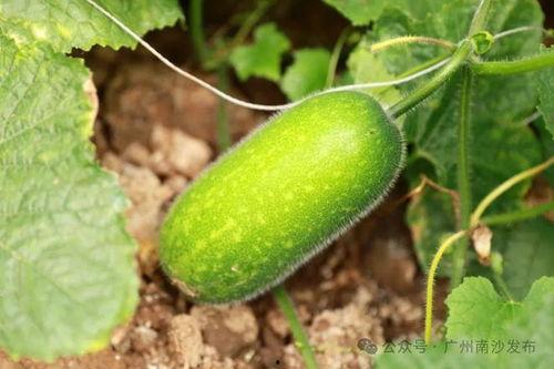 吃瓜视频怎么做成链款,揭秘短视频变现新趋势