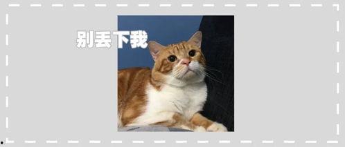 柚子猫吃瓜事件视频下载