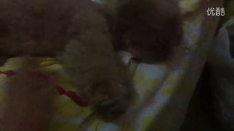 大瓜吃土豆视频在线观看,揭秘视频背后的趣味与智慧