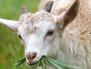 羊吃红瓜叶的视频,田园生活温馨瞬间