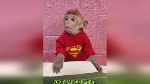 表情包猴哥吃瓜视频,笑料横生，表情包视频引网友热议