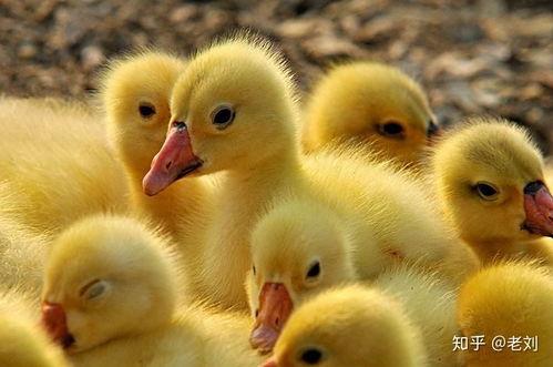 吃瓜乱跳小鹅视频下载安装,轻松获取热门短视频