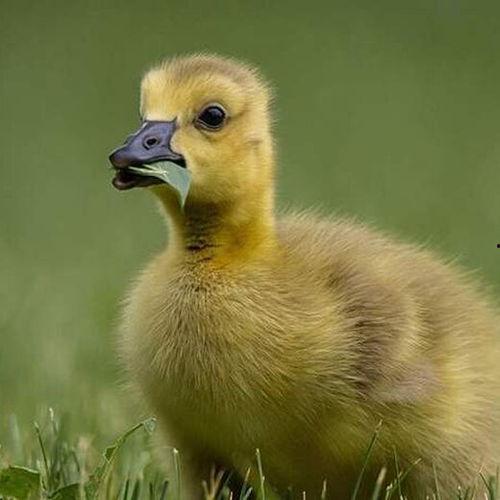 吃瓜乱跳小鹅视频下载安装,轻松获取热门短视频