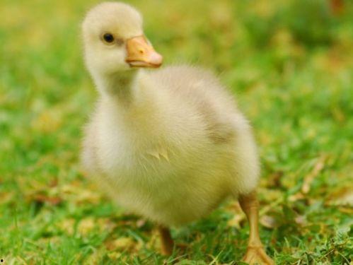 吃瓜乱跳小鹅视频下载安装,轻松获取热门短视频