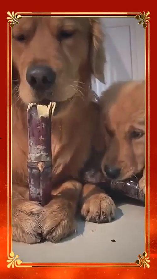 吃瓜小狗视频文案搞笑版,笑料横生的瓜界奇闻录