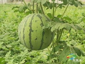 兰陵吃瓜事件最新进展视频,最新进展视频揭秘真相