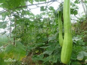 生吃砍瓜好吗怎么吃的视频,视频揭秘美味与营养的完美结合