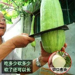 生吃砍瓜好吗怎么吃的视频,视频揭秘美味与营养的完美结合