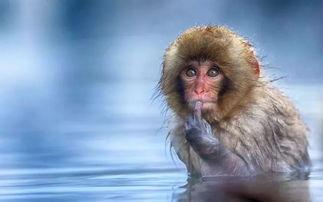 吃瓜窜天猴搞笑视频,笑料横生，欢乐无限