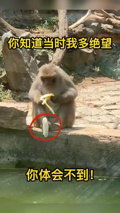 吃瓜窜天猴搞笑视频,笑料横生，欢乐无限