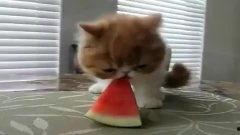 企鹅吃瓜搞笑视频大全集,欢乐无限