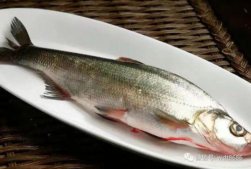 认真吃瓜的老鱼视频,揭秘娱乐圈那些不为人知的幕后故事