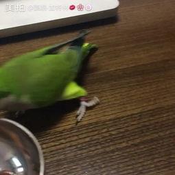 吃哈密瓜的小盆友视频,哈密瓜小盆友快乐品尝记