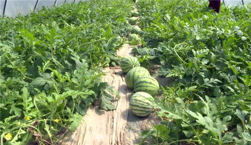 康县吃瓜视频出售信息,带你领略地道美食魅力