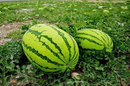 小伙吃石头瓜视频大全集,小伙挑战全网视频大全集