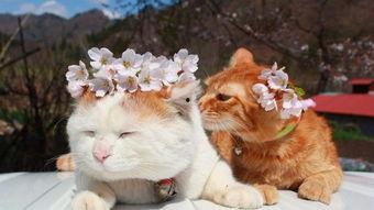 吃瓜猫咪特效视频大全,萌态百出特效视频大盘点