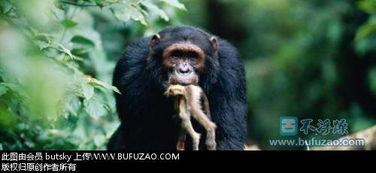 猩猩吃角瓜的视频大全,视频大全里的欢乐瞬间