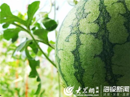 五一短视频吃瓜,揭秘热门事件背后的真相