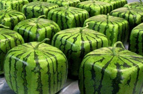 一些吃瓜视频去哪里找到