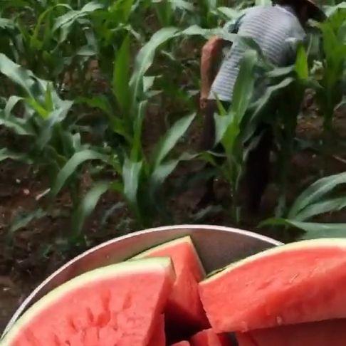 怎么样吃瓜口感最好视频,口感升级，尽在这一招！